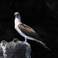 Fou à pieds bleus