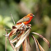 Red Fody