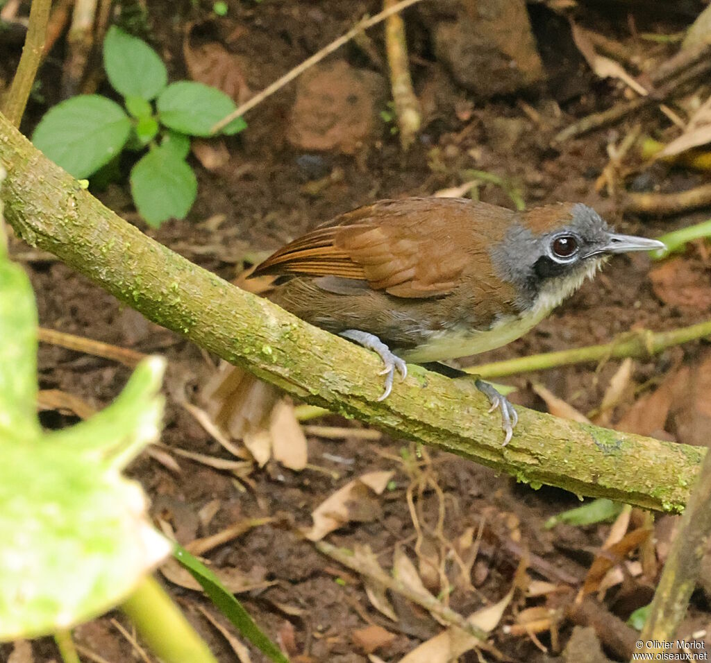 Bicolored Antbird