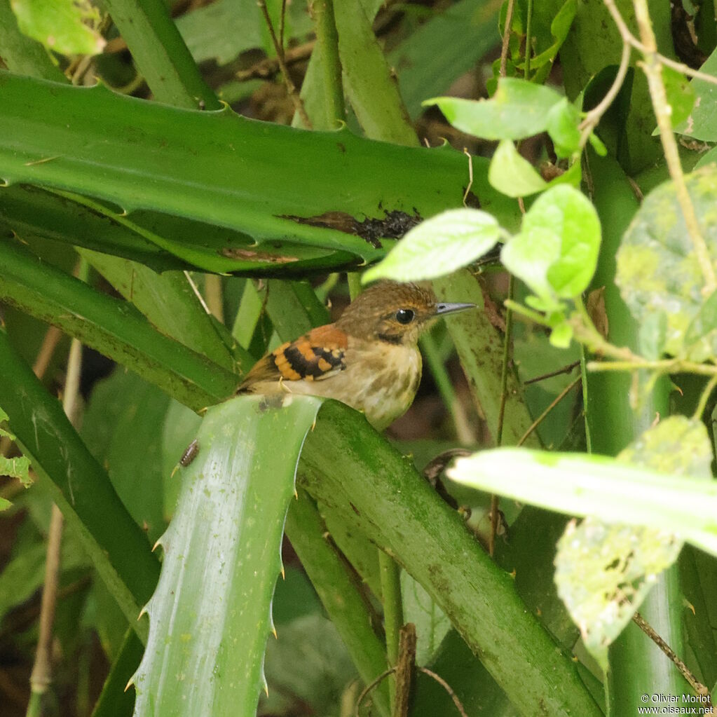 Spotted Antbird female