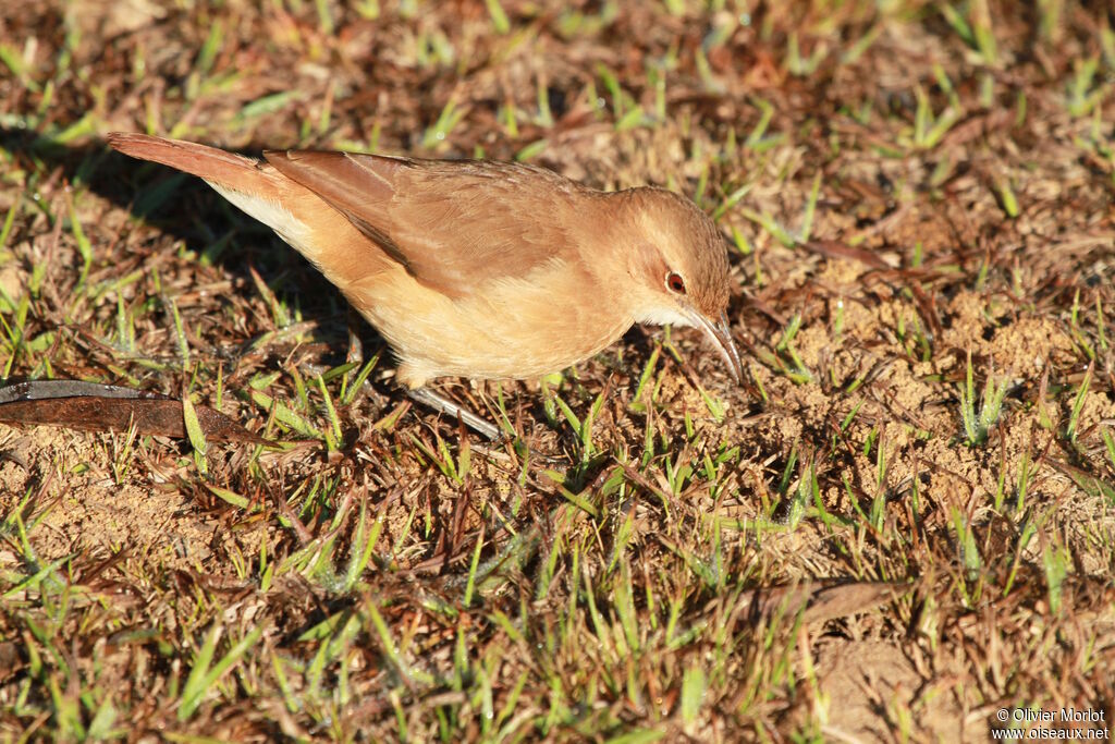 Rufous Hornero