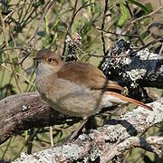 Rufous Hornero