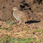 Natal Spurfowl