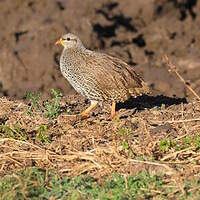 Francolin du Natal