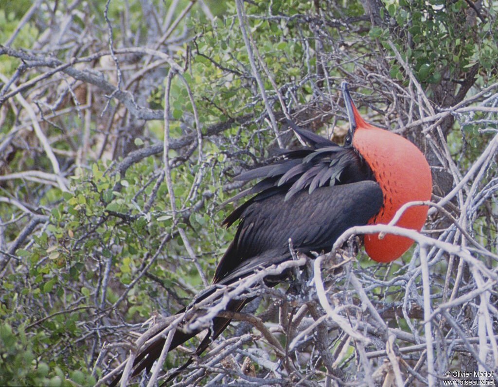 Frégate du Pacifique mâle