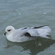 Northern Fulmar