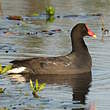Gallinule d'Amérique