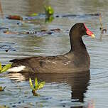 Gallinule d'Amérique