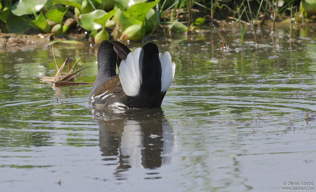 Common Moorhen