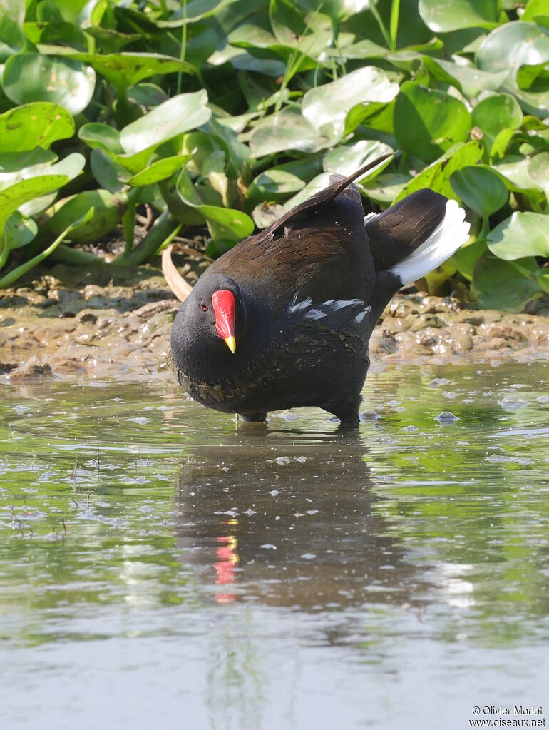 Common Moorhen
