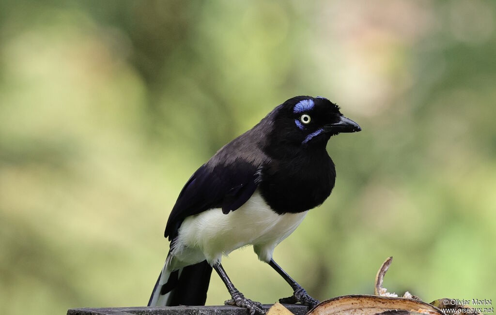 Black-chested Jay