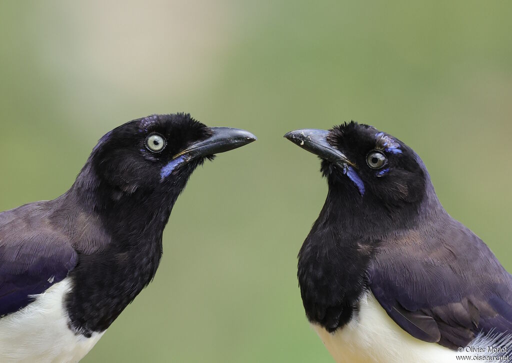 Black-chested Jay