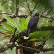 Geai à poitrine noire