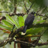 Geai à poitrine noire