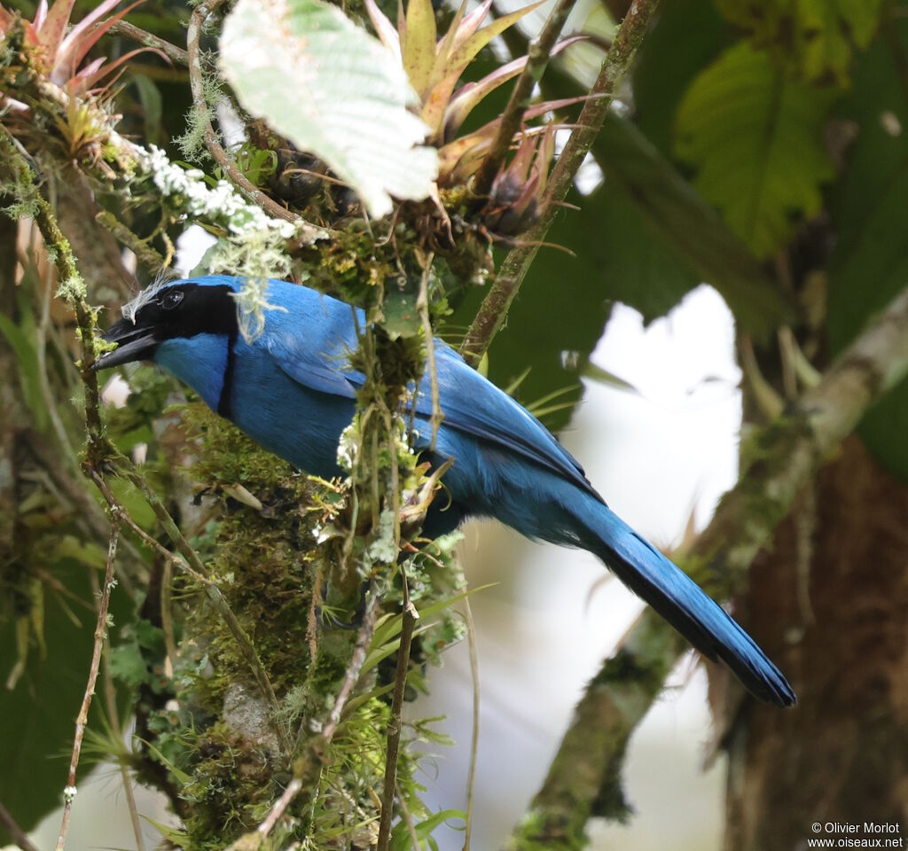 Turquoise Jay