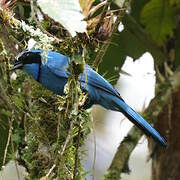 Turquoise Jay