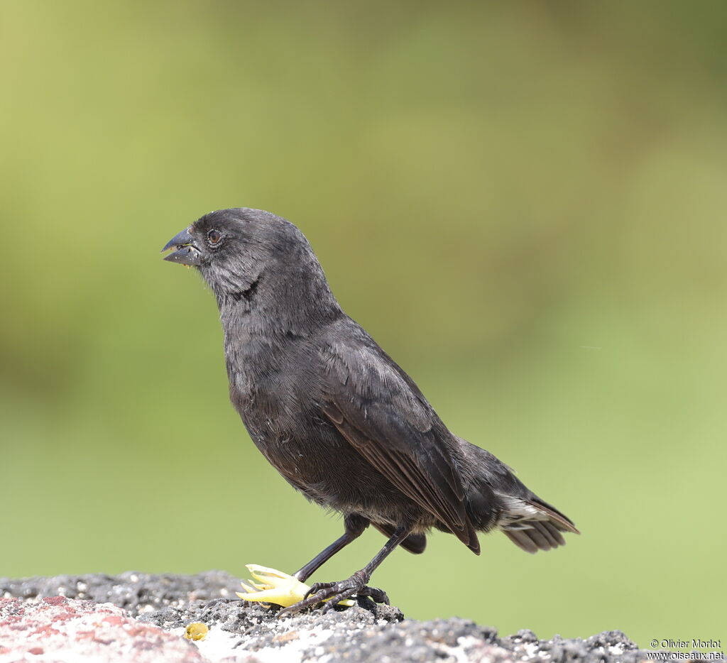 Common Cactus Finch