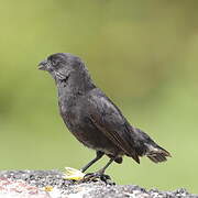 Common Cactus Finch