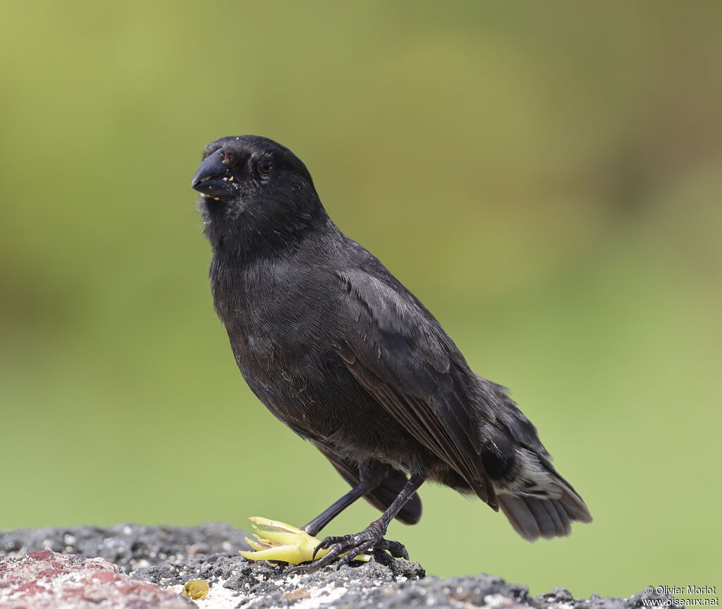 Common Cactus Finch