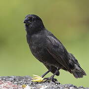 Common Cactus Finch