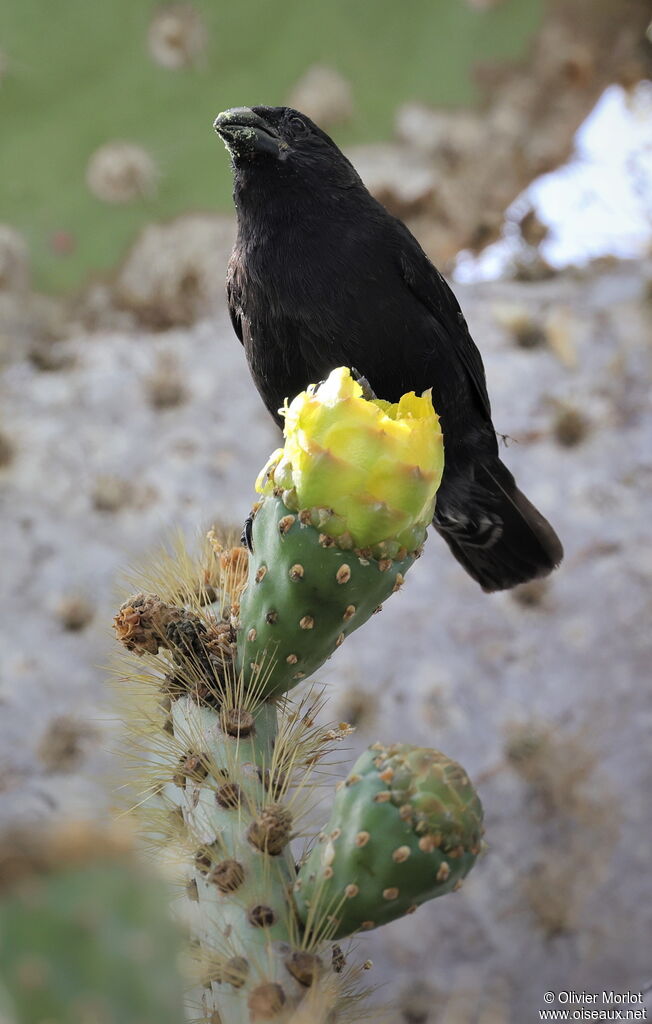 Géospize des cactus