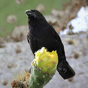 Common Cactus Finch