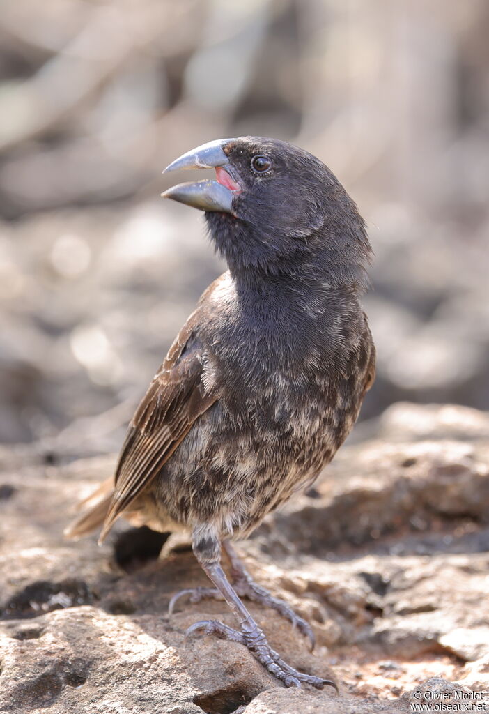 Common Cactus Finch