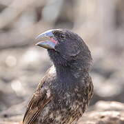 Common Cactus Finch