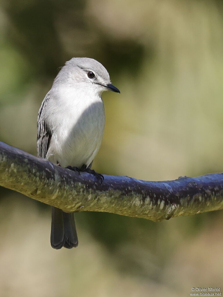 Ashy Flycatcher