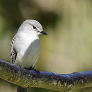 Ashy Flycatcher