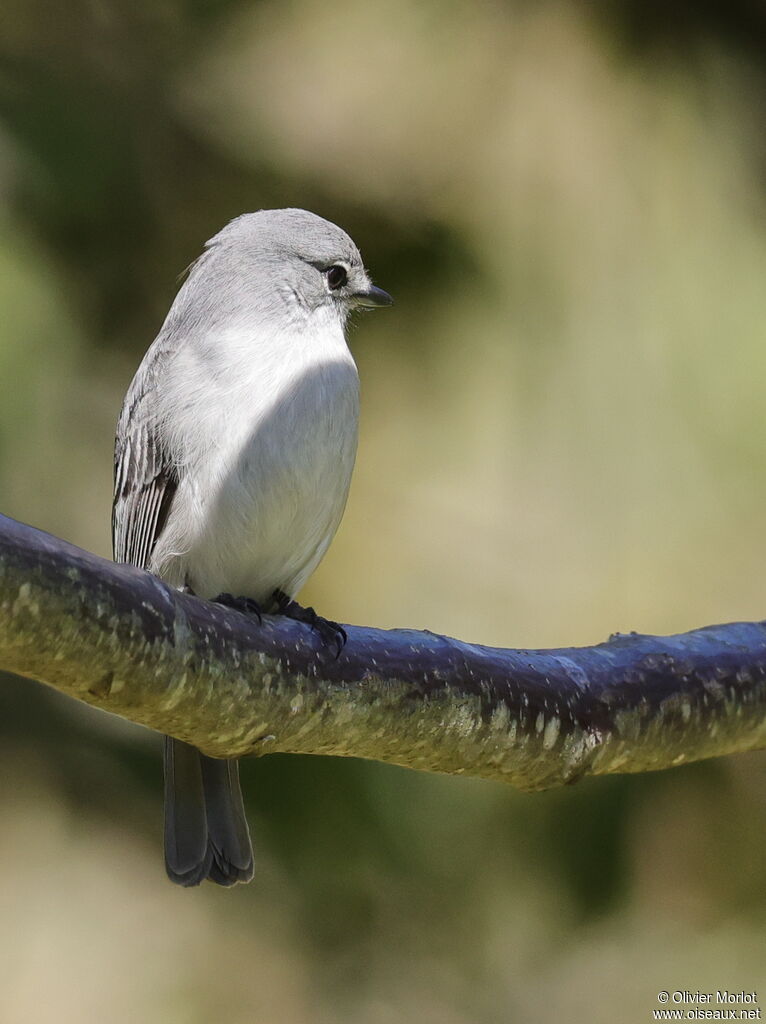 Ashy Flycatcher