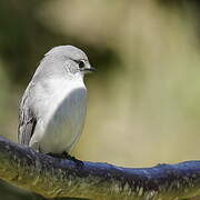 Ashy Flycatcher