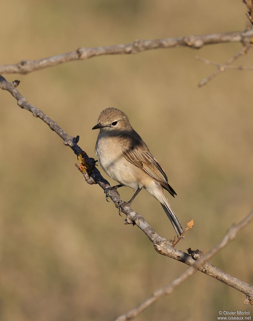 Marico Flycatcher