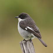 Fiscal Flycatcher