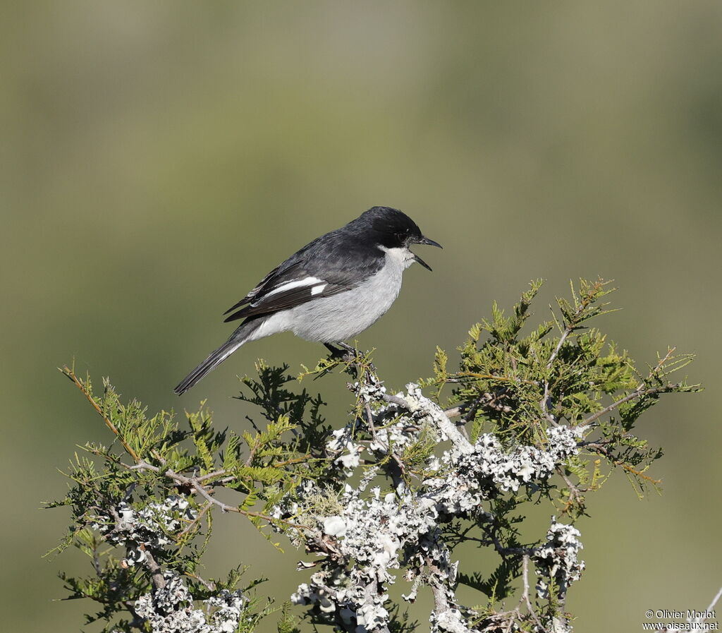 Fiscal Flycatcher