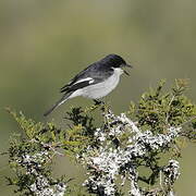 Fiscal Flycatcher