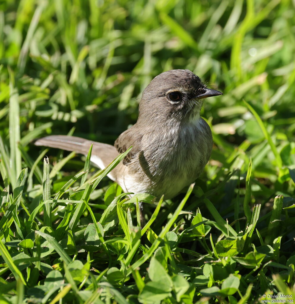 African Dusky Flycatcher