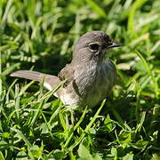 African Dusky Flycatcher