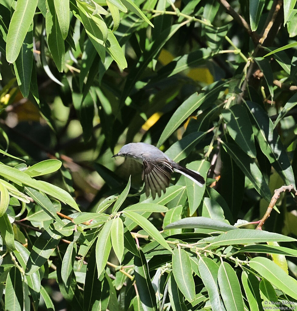 Blue-grey Gnatcatcher