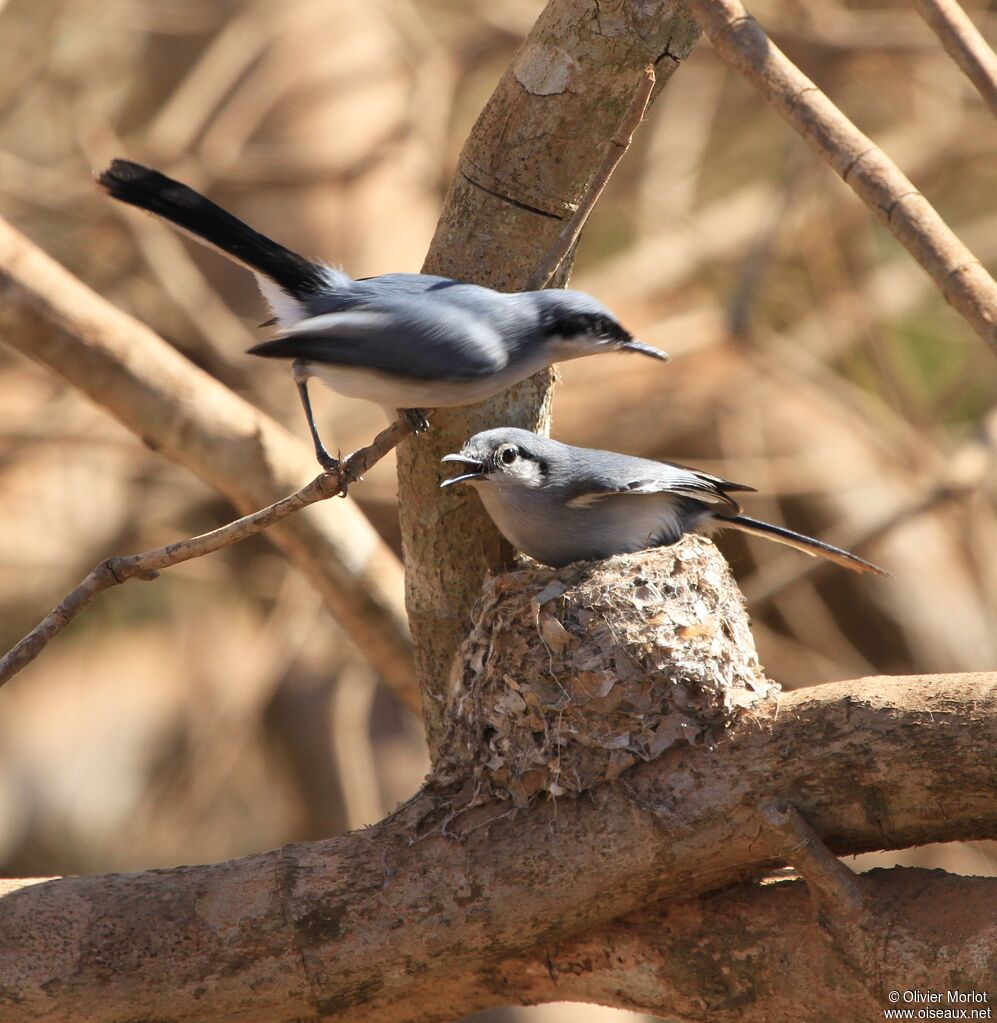 Masked Gnatcatcher