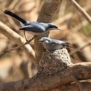 Masked Gnatcatcher