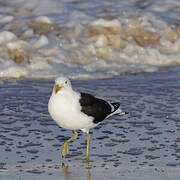 Kelp Gull