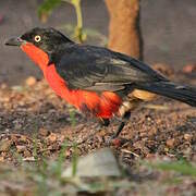 Black-headed Gonolek