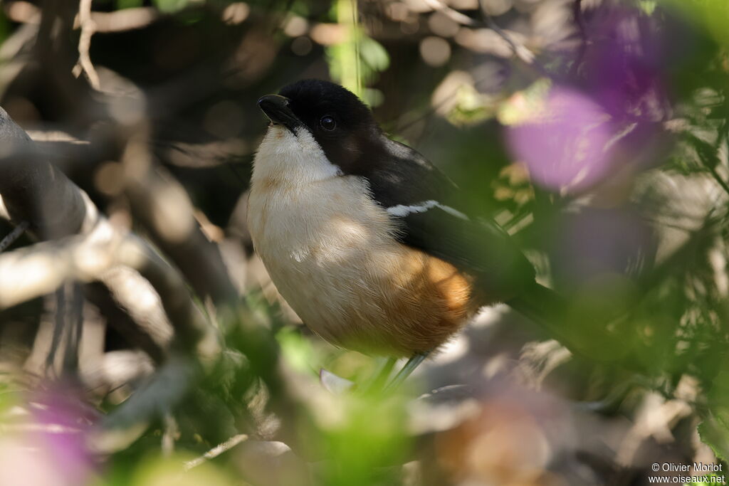 Southern Boubou