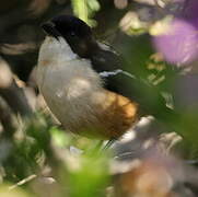 Southern Boubou