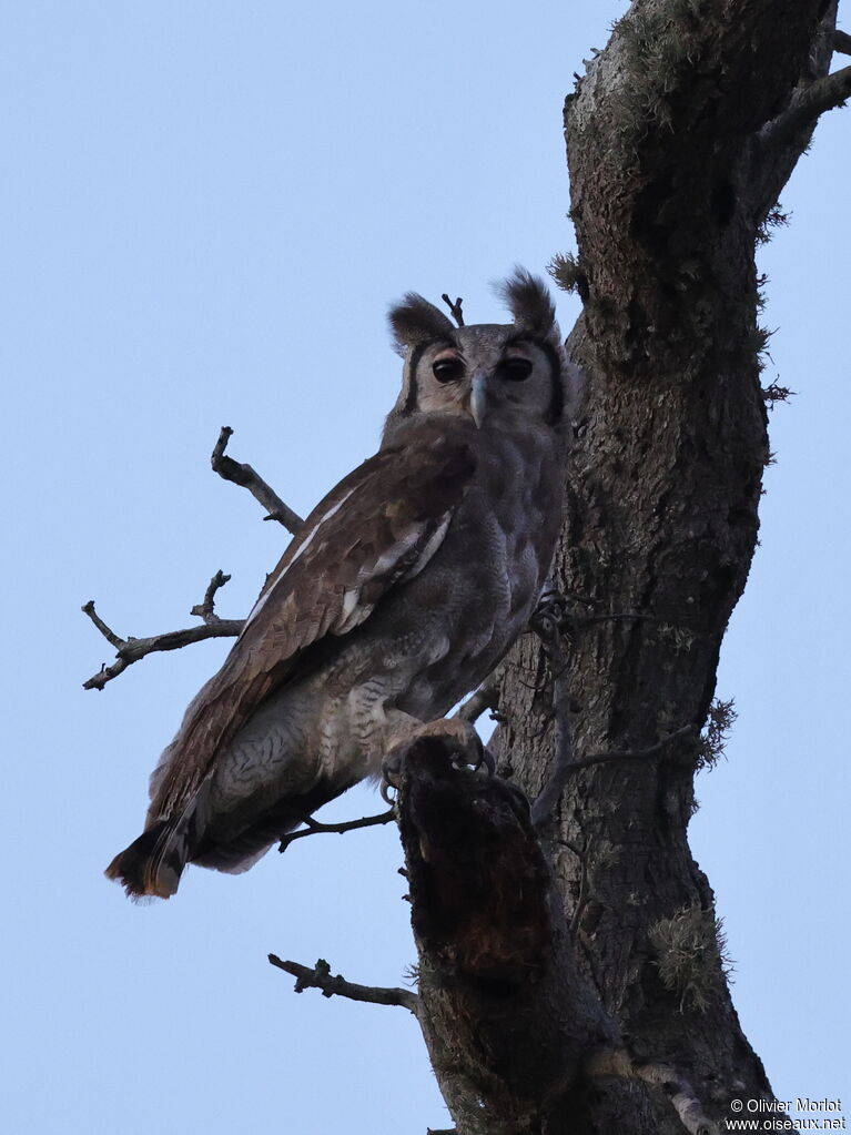 Verreaux's Eagle-Owl