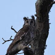 Verreaux's Eagle-Owl