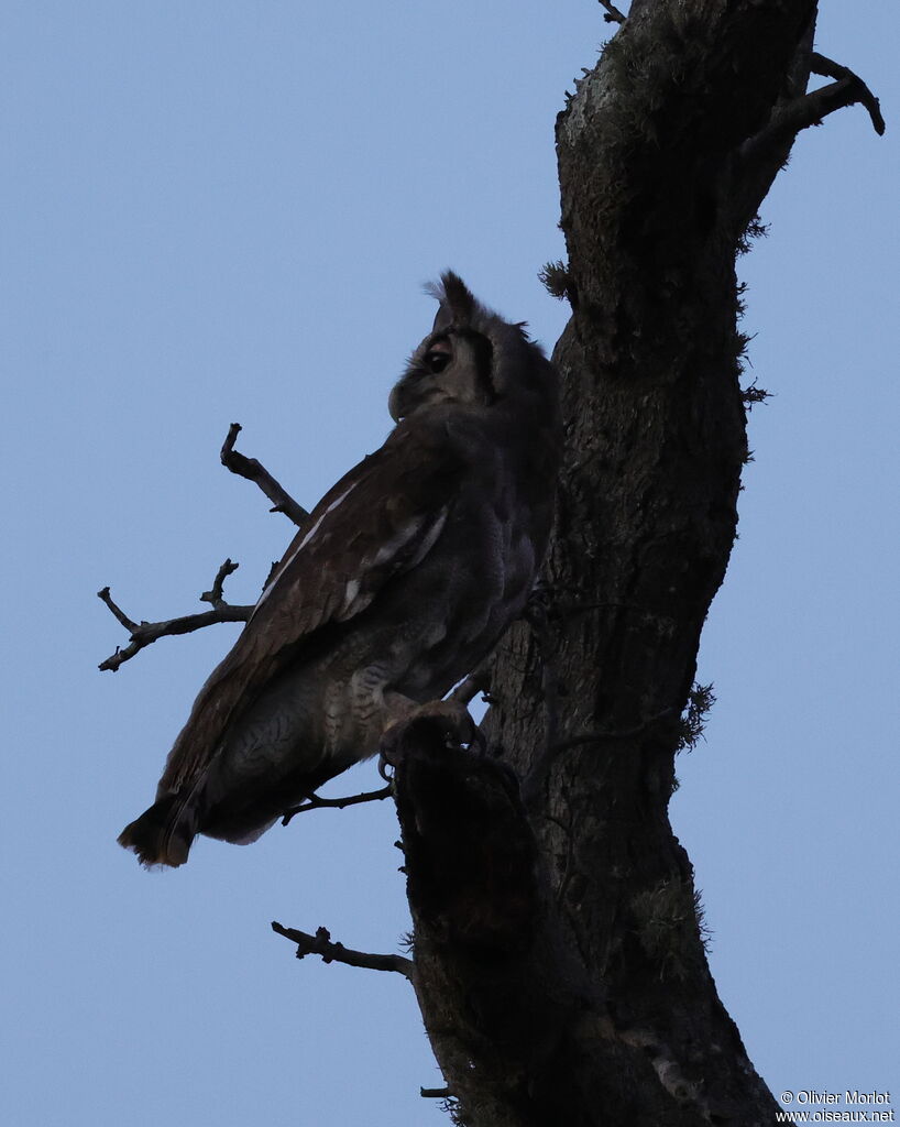 Verreaux's Eagle-Owl