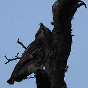 Verreaux's Eagle-Owl