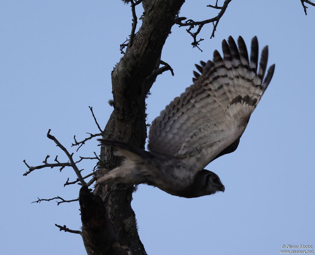 Verreaux's Eagle-Owl